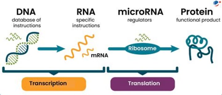 How are MicroRNAs regulated?