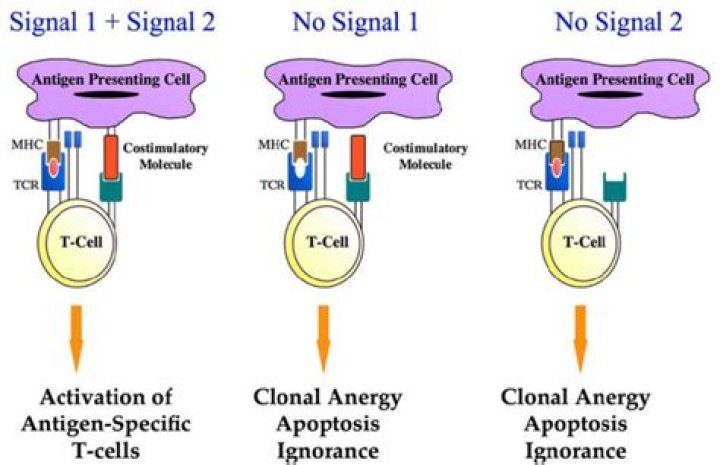 What is the costimulatory signal for T cell activation?